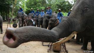 Thai Elephant Orchestra