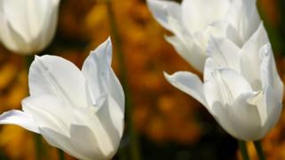 White tulips