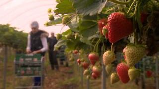 Workers on fruit farm