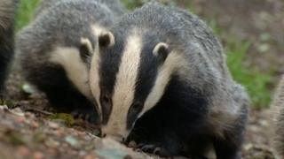 Badgers