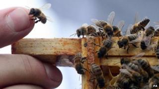 Honeybees