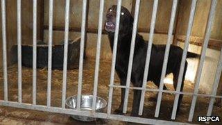 A dog seized by the RSPCA
