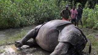 Forest workers look at a dead rhinoceros in southern Nepal 31 July 2006