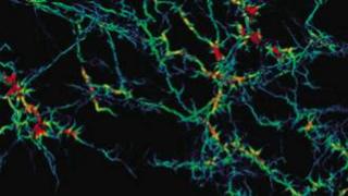Filaments of iron link up in a network that allows metal to flow to the core deep in the Earth