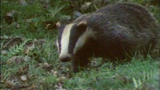 badger