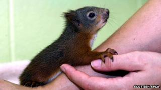 Dizzee squirrel