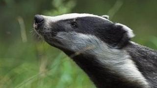 badger