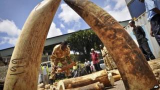 Kenyan officials display some of more than 1,600 pieces of illegal ivory found hidden inside bags of sesame seeds in freight travelling from Uganda, in Kenya's major port city of Mombasa, Kenya - Tuesday 8 October 2013