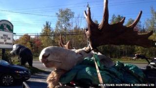 The white moose shot by hunters in the Cape Breton area of Nova Scotia