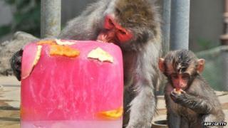 A Japanese macaque bites into a large block of ice containing frozen fruits to help beat the summer heat at the Sendai Yagiyama Zoological Park in Miyagi prefecture