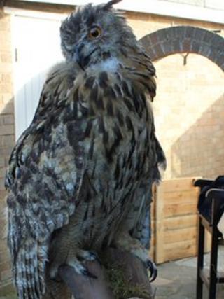 Stuffed owl