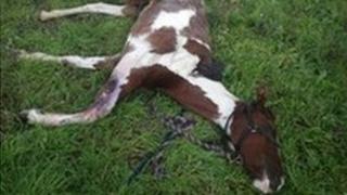 RSPCA image