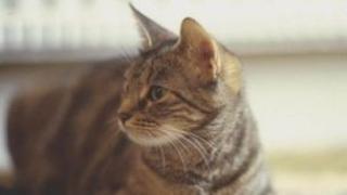 a cat
