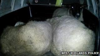 sheep in police van