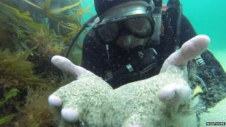 Diver