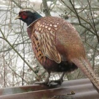 Pheasant