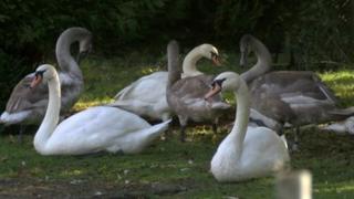 Swans at West Hatch Animal Centre in Taunton, Somerset