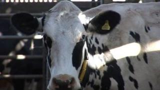 A cow