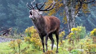 Stag Thor