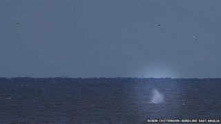 Blow from the humpback whale as it comes to the surface