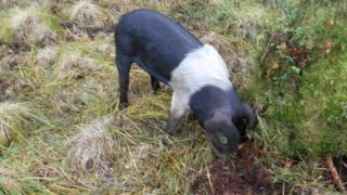 one of the saddleback sows