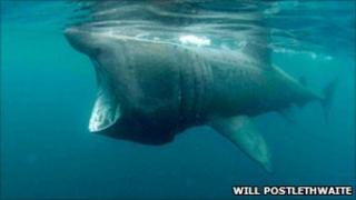 Basking shark