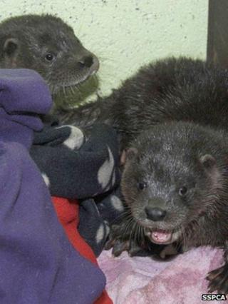 Otters
