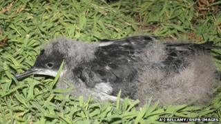 Manx shearwater