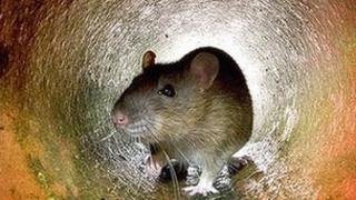 Rat in pipe