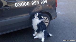 Stuffed toy