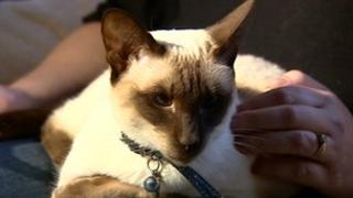 Coralie Siamese Cat