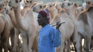 A camel herder in Mogadishu, Somalia
