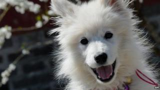 A Samoyed puppy