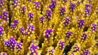 Great barrier reef