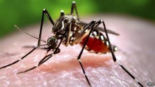 A mosquito feeding