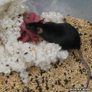 Mouse and babies