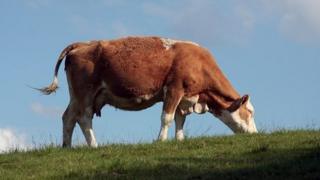 Cow