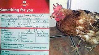 Windmill the chicken