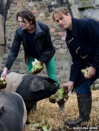 Pigs
