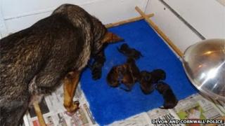 Molly and her litter of eight