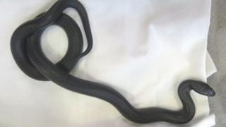 Black snake
