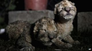 Two lion cubs