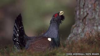 Capercaillie