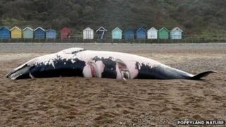 Whale on beach in Cromer