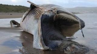 Dead Minke whale
