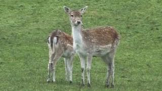 Deer