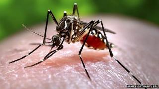 Dengue fever is spread by mosquitoes