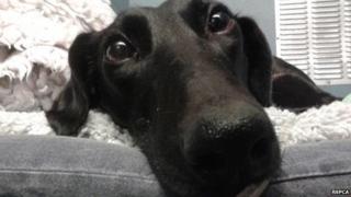 Flo the lurcher