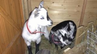 Phoenix and Pepper, the stolen pygmy goats