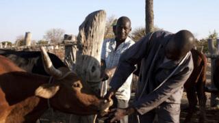 An assessor from the department of agricultura inspecting a cow's teeth in Zvishavane, Zimbabwe